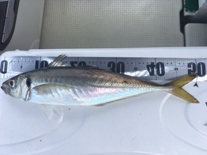 image6.JPG
