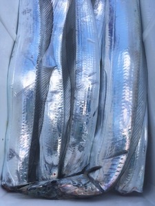 image4.JPG